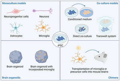 Leveraging iPSC technology to assess neuro-immune interactions in neurological and psychiatric disorders